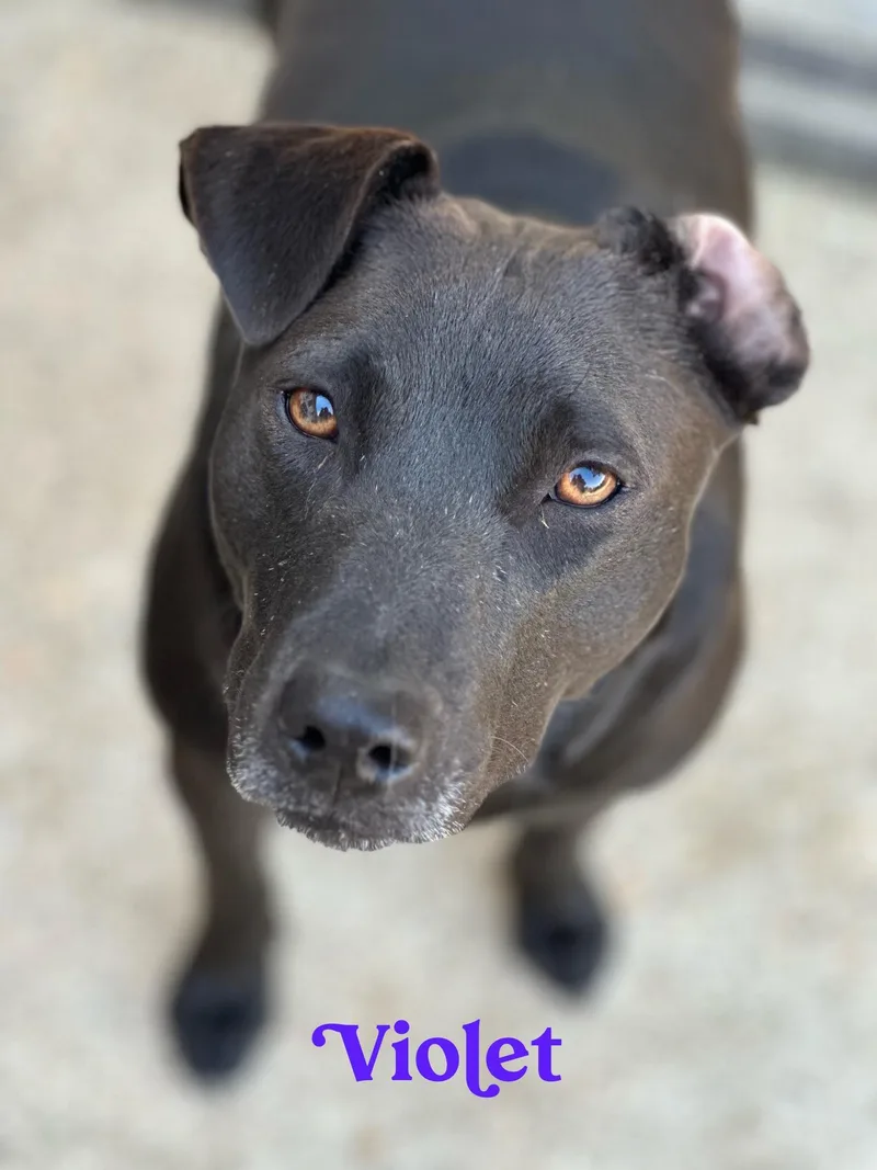 Violet The Lovergirl!!!! thumbnail 3