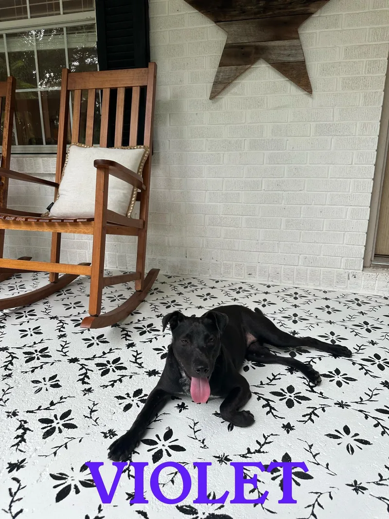 Violet The Lovergirl!!!! thumbnail 4