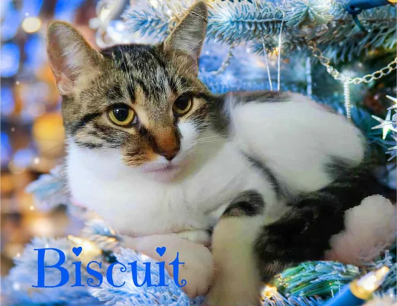 Biscuit