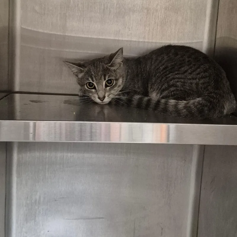A baby small-sized female Gray / Blue / Silver Domestic Short Hair cat named Pigeon for adoption in Upland, CA