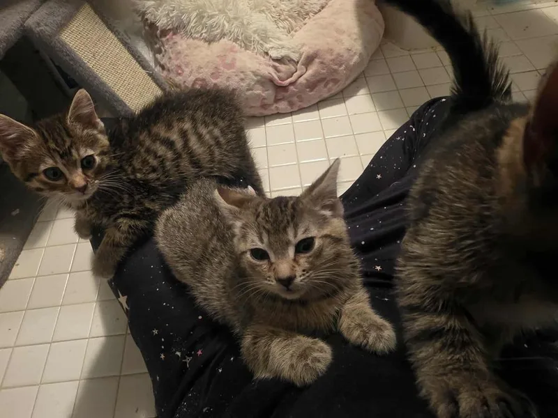 A baby small-sized female Domestic Short Hair cat named Victoria for adoption in Chicago, IL