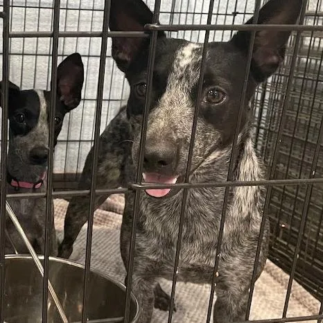 An adult medium-sized female Gray / Blue / Silver Cattle Dog dog named Indigo for adoption in Port Charlotte, FL