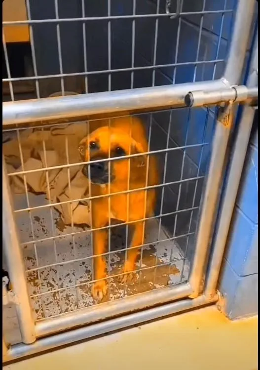 An adult large-sized female Red / Chestnut / Orange Coonhound dog named Lacy for adoption in Attica, IN