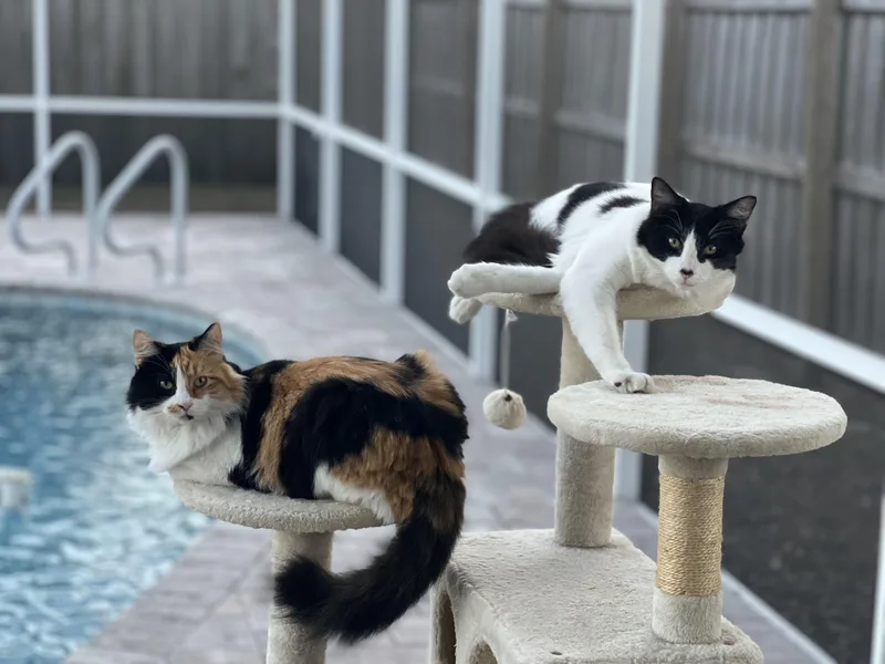An adult medium-sized female Calico cat named Mama for adoption in Tampa, FL