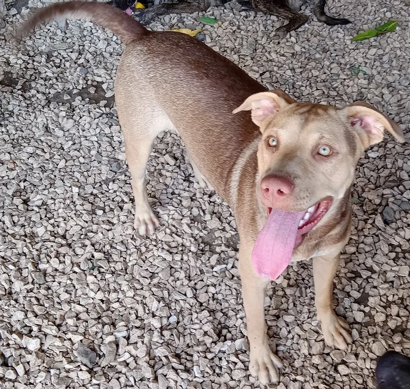An adult large-sized male Brown / Chocolate Mixed Breed dog named Bandit for adoption in Guayama, PR