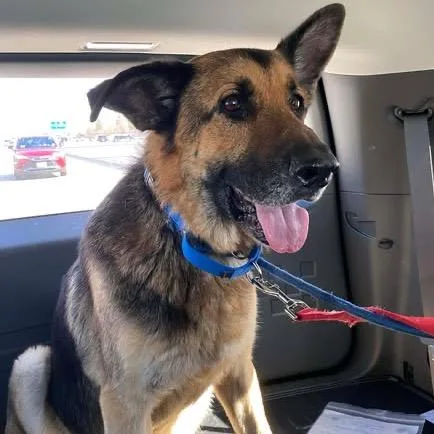 An adult large-sized male Black German Shepherd Dog dog named Max for adoption in Stephens City, VA
