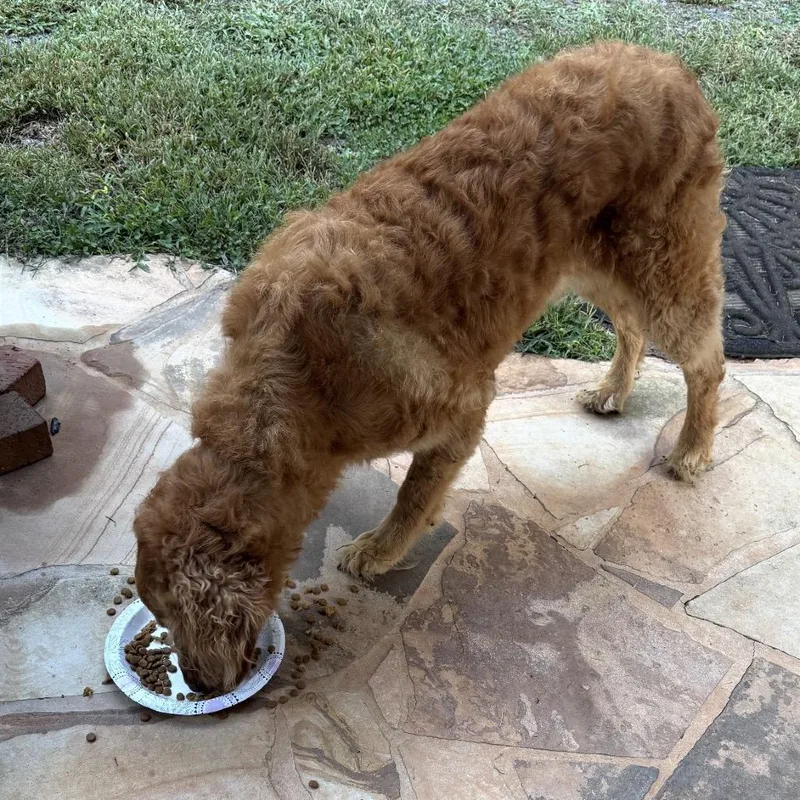 An adult medium-sized female Golden Mixed Breed dog named Lakeyn for adoption in Mount Gilead, NC