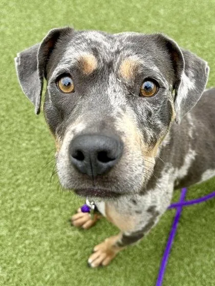 An adult medium-sized female Brown / Chocolate Mixed Breed dog named Stardew Valley for adoption in Wichita, KS