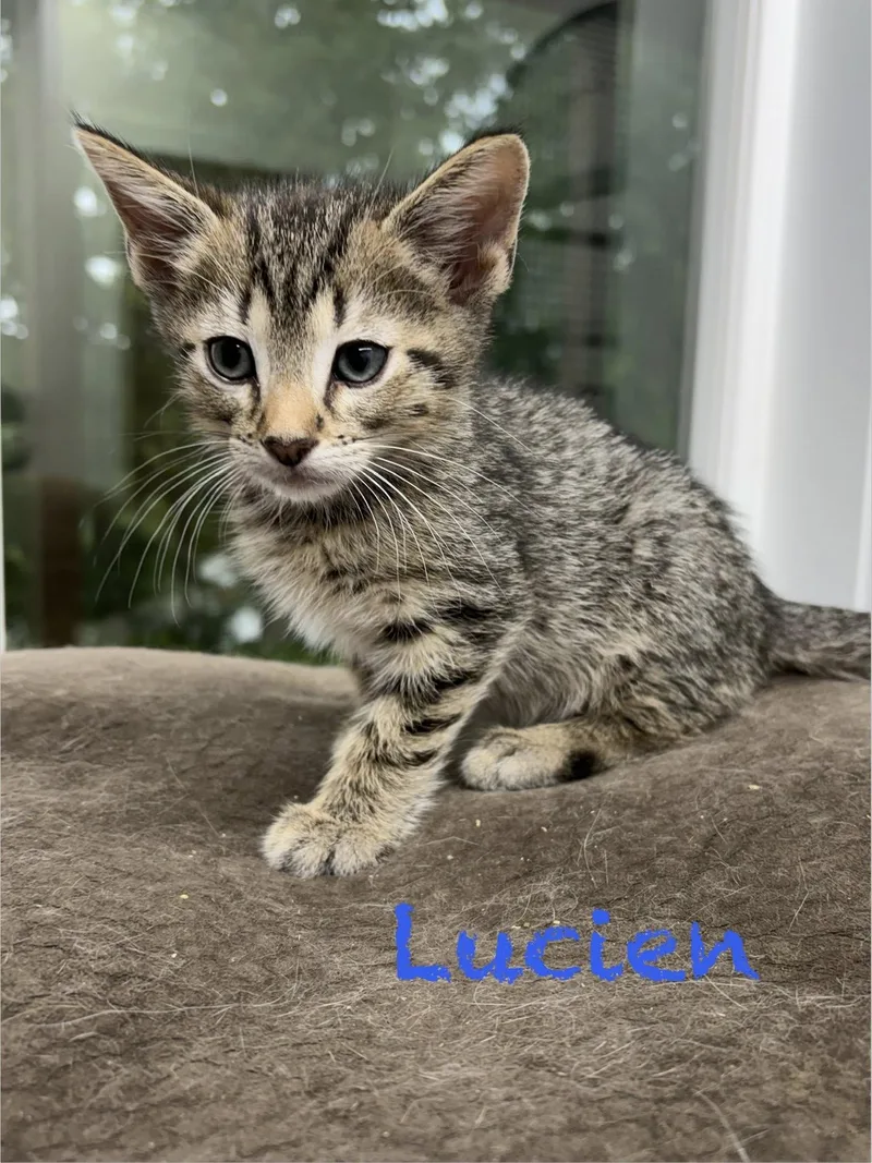 A baby small-sized male Tabby cat named Lucien for adoption in Clarksville, TN