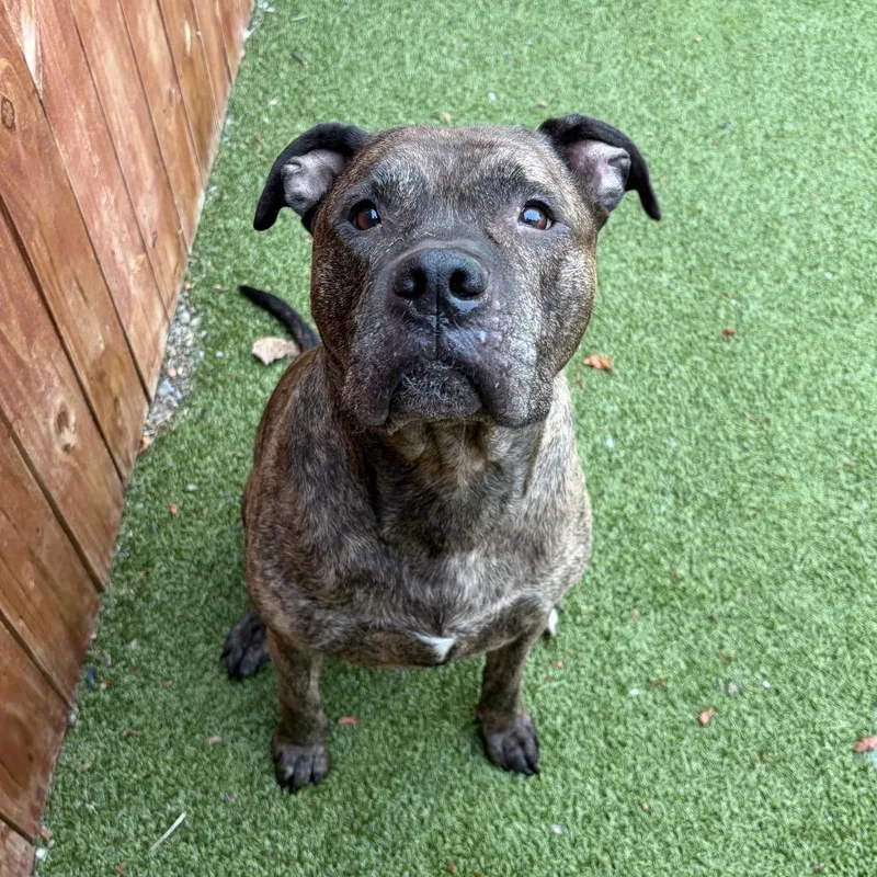 An adult large-sized male Brindle Mastiff dog named Thane for adoption in Binghamton, NY