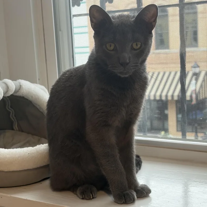 A young medium-sized male Gray / Blue / Silver Domestic Short Hair cat named Smokey for adoption in Monroe, NC