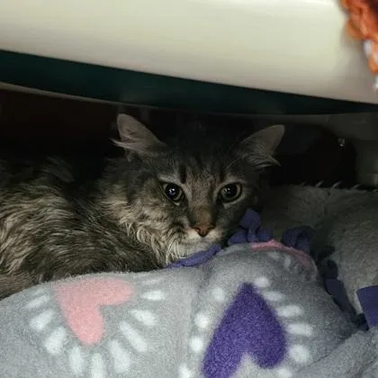 An adult small-sized male Domestic Long Hair cat named Waldo for adoption in Scotia, NY