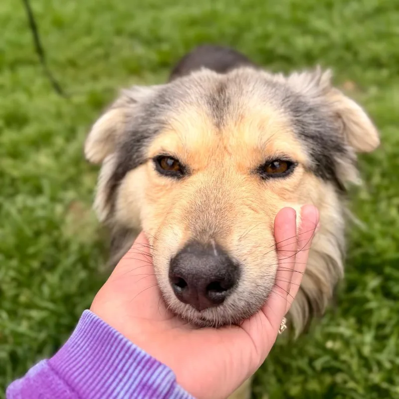 A young medium-sized male Husky dog named Ricky for adoption in Crystal, MN