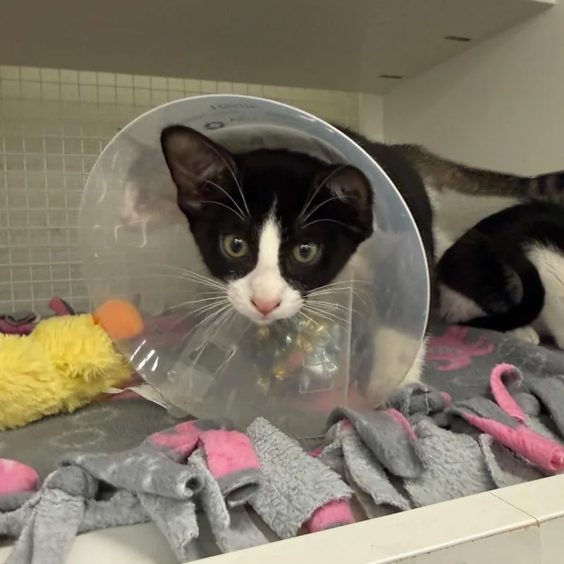 A baby small-sized male Black Domestic Short Hair cat named Arvest for adoption in San Antonio, TX