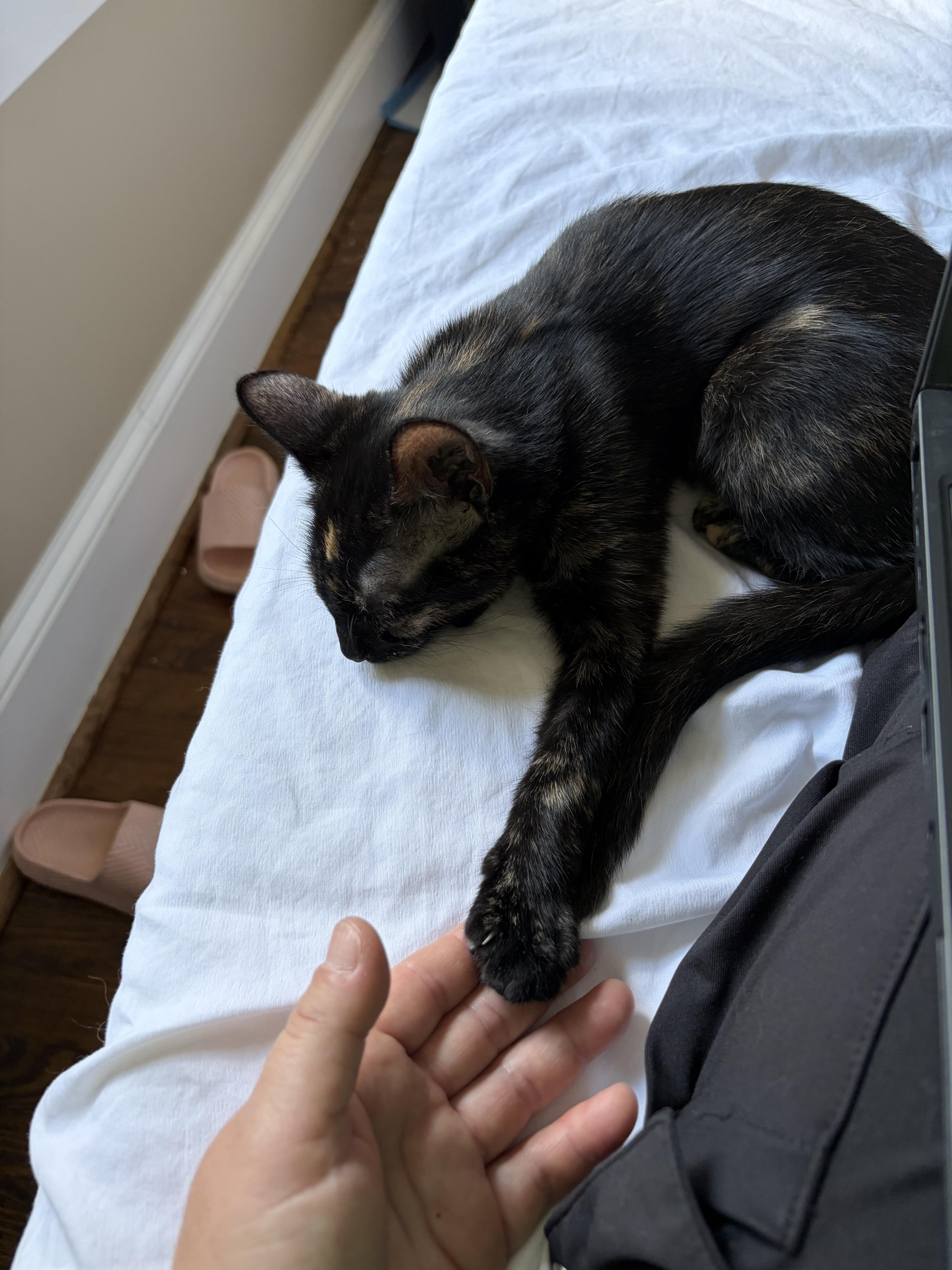 A young medium-sized female Domestic Short Hair cat named Patricia for adoption in Belmont, NC