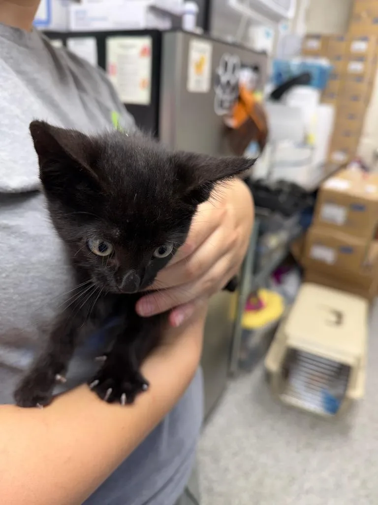 A baby medium-sized female Domestic Short Hair cat named Velvet for adoption in Pomona, NY