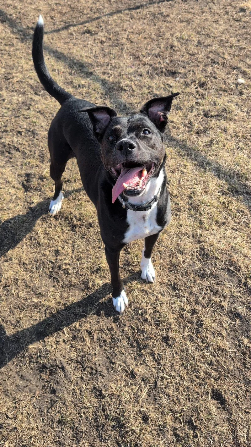 An adult medium-sized female Mixed Breed dog named Abbie And Skylar for adoption in Davenport, IA