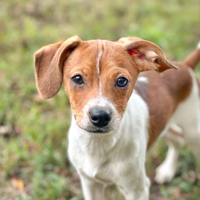 A baby small-sized male Brown / Chocolate Chihuahua dog named Josh for adoption in Richmond, VA
