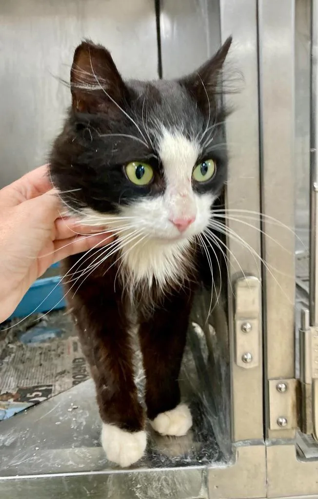 Heathcliff  Ac  thumbnail 2