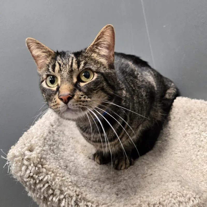 An adult medium-sized male Brown / Chocolate Domestic Short Hair cat named Mittens for adoption in Hamburg, NY