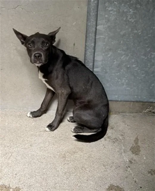 A young medium-sized female Pit Bull Terrier dog named Sara for adoption in San Bernardino, CA