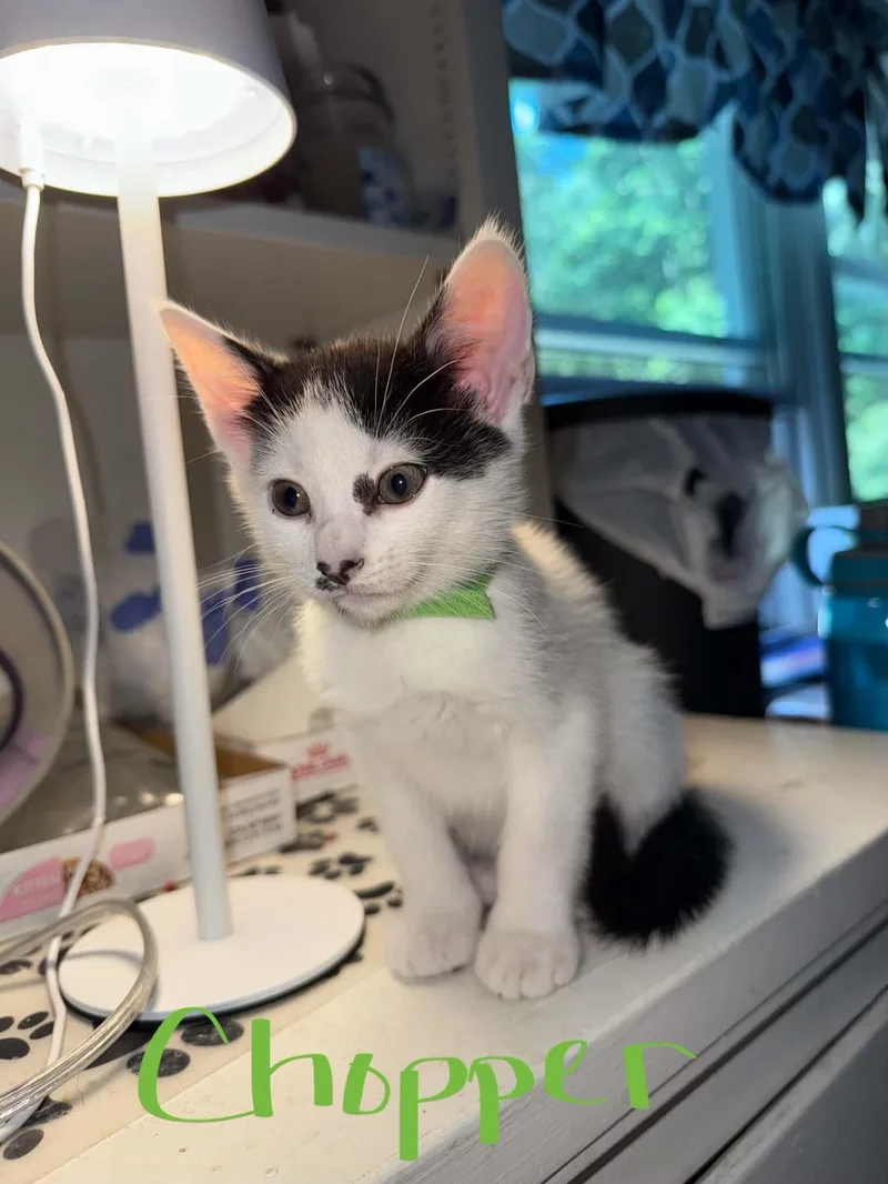 A baby medium-sized male Domestic Short Hair cat named Chopper for adoption in Westfield, MA