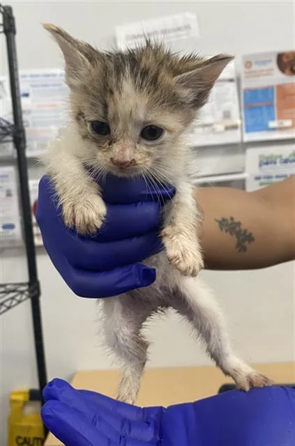 A baby medium-sized female Domestic Short Hair cat named Salt for adoption in Dallas, TX