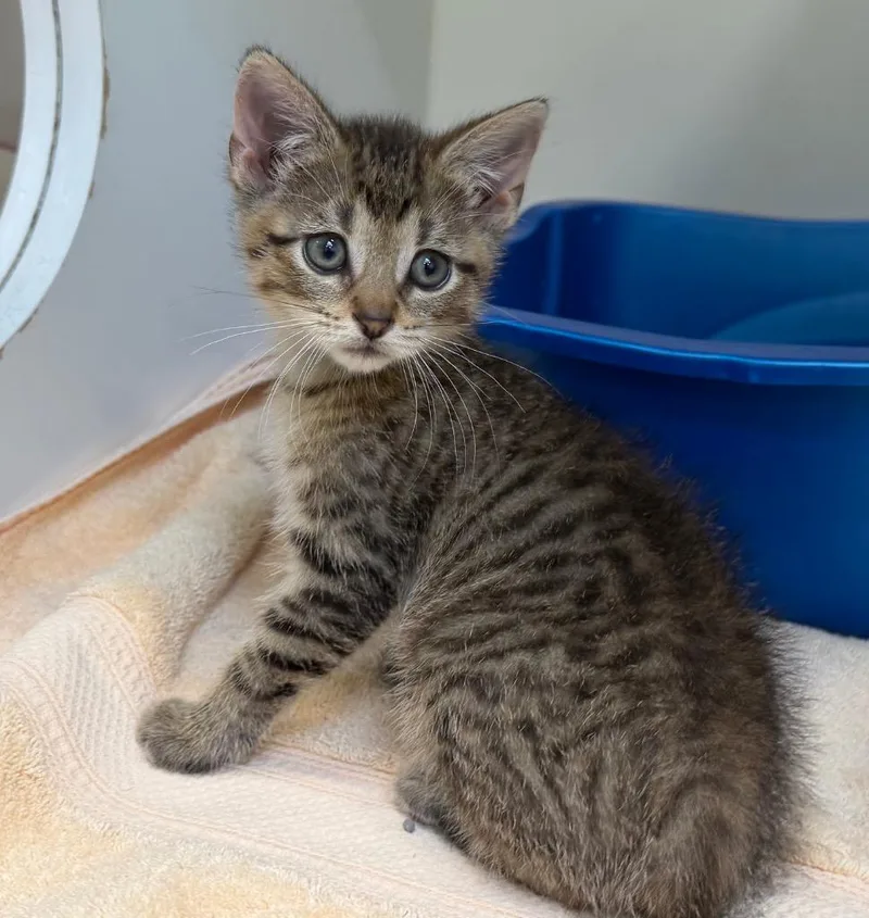 A baby medium-sized male Domestic Short Hair cat named Cam for adoption in Columbia, IL