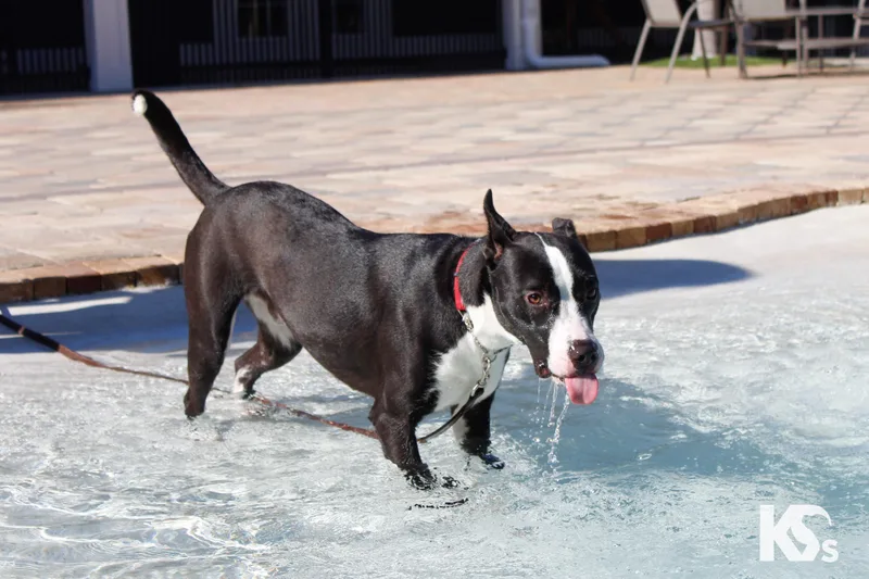 A young medium-sized male Boxer dog named Train for adoption in Ponte Vedra, FL