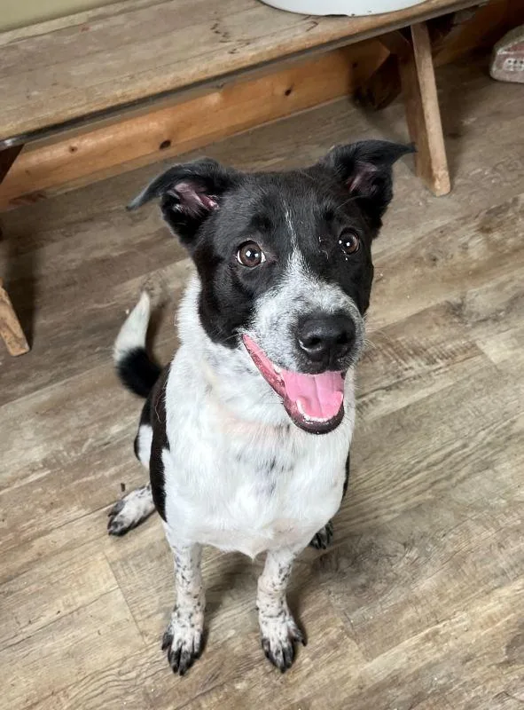 A baby medium-sized female Border Collie dog named Daisy for adoption in Genoa, IL