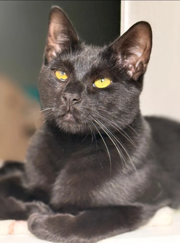 Bluto Sailor thumbnail 2