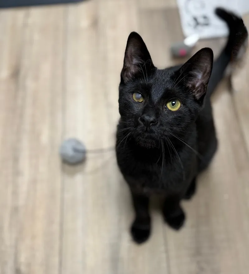 Bluto Sailor thumbnail 4