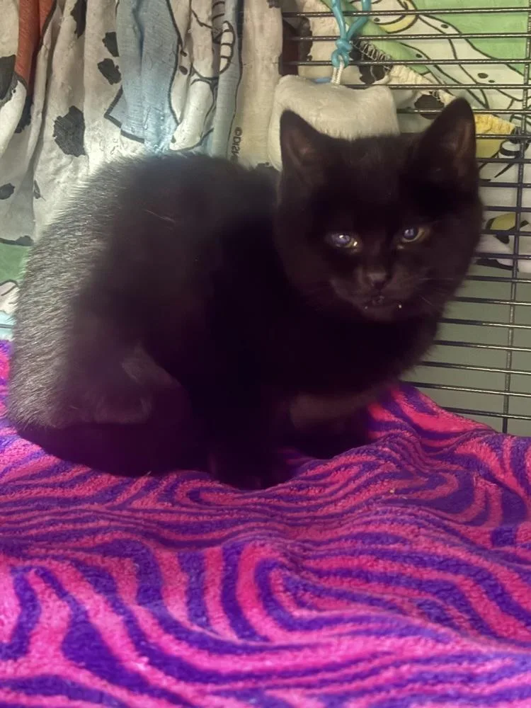 Bluto Sailor thumbnail 5