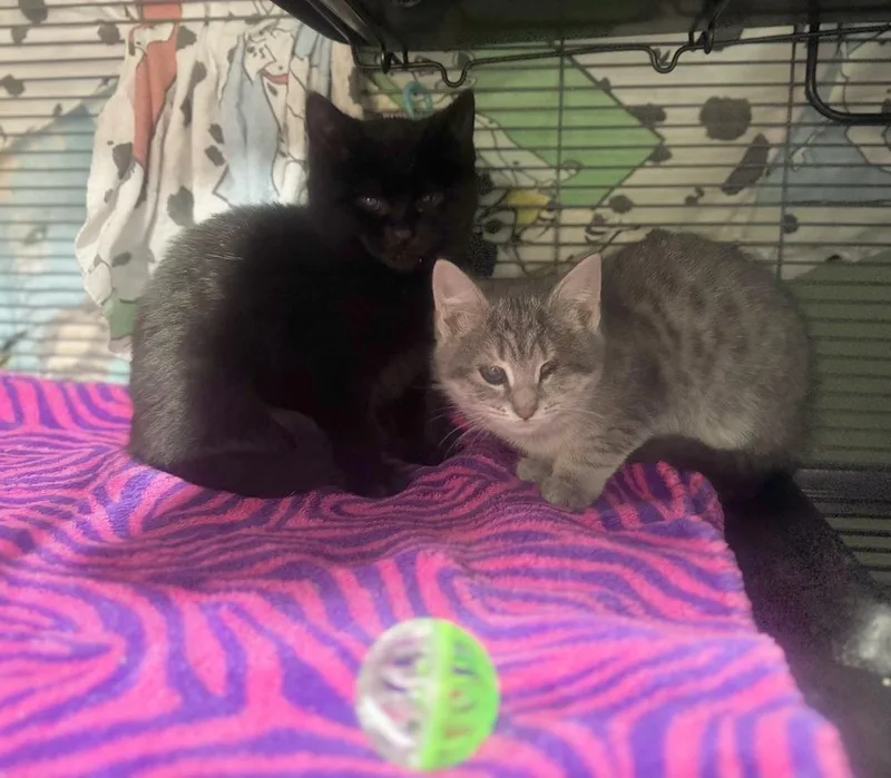 Bluto Sailor thumbnail 6