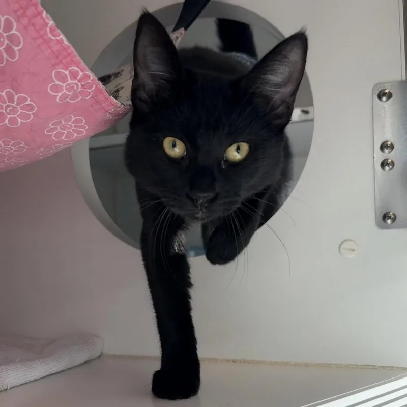 An adult large-sized female Domestic Short Hair cat named Penny for adoption in Oakland, CA