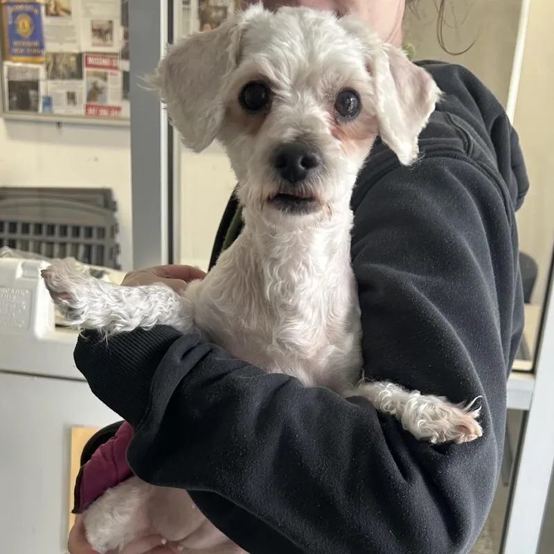 An adult small-sized female White / Cream Shih Tzu dog named Pinky Doo for adoption in Binghamton, NY
