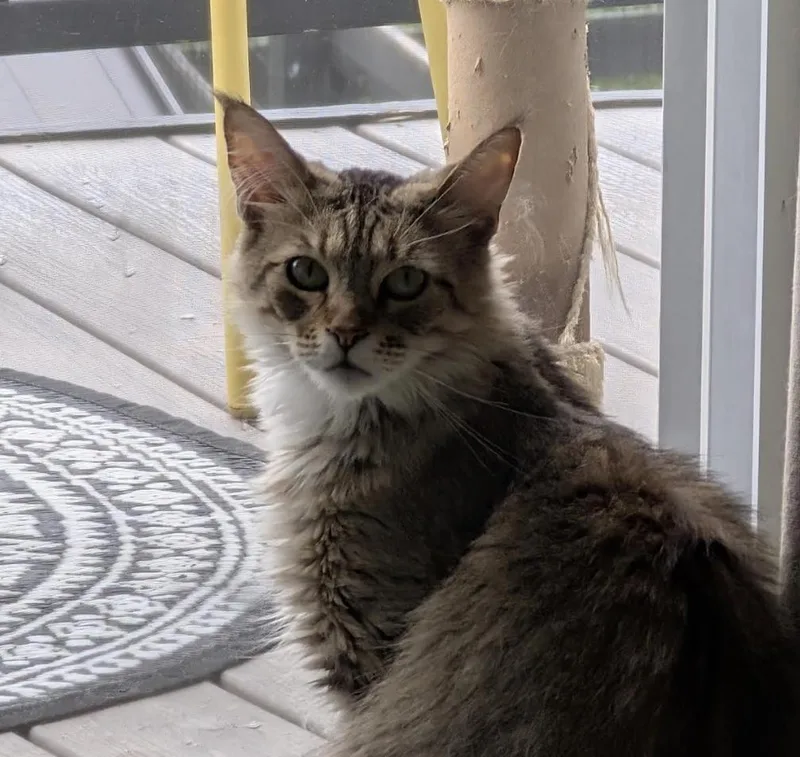 A young medium-sized female Tabby (Buff / Tan / Fawn) Maine Coon cat named Loretta Lynn for adoption in Cincinnati, OH