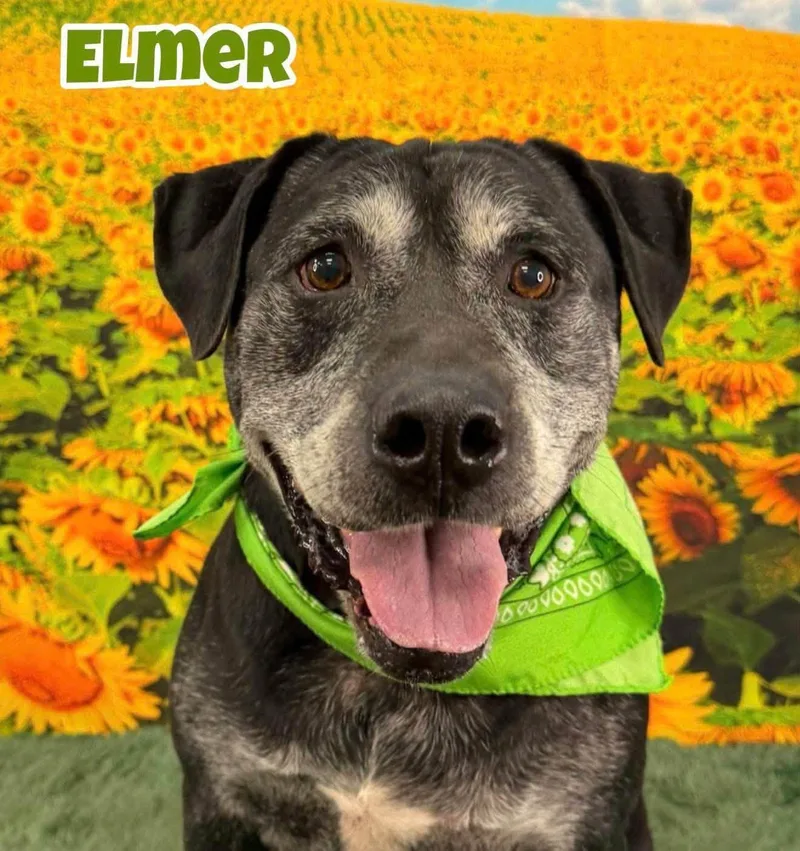A senior large-sized male Black Mixed Breed dog named Elmer for adoption in Flint, MI