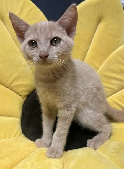 A young small-sized male Domestic Short Hair cat named Penn for adoption in Lawrenceville, GA