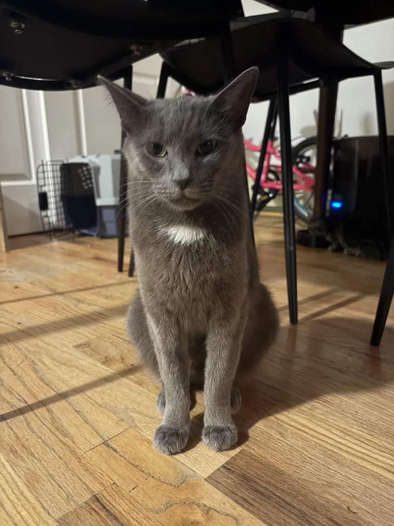 A young medium-sized female Gray / Blue / Silver Russian Blue cat named Sourdough for adoption in New York, NY