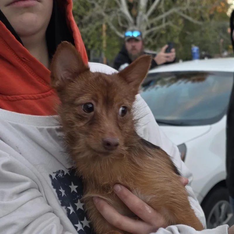 A young small-sized male Brown / Chocolate Mixed Breed dog named Pluto for adoption in Klamath Falls, OR