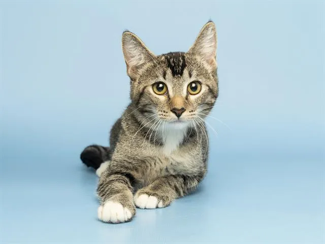 A baby small-sized female Domestic Short Hair cat named Lily for adoption in Phoenix, AZ