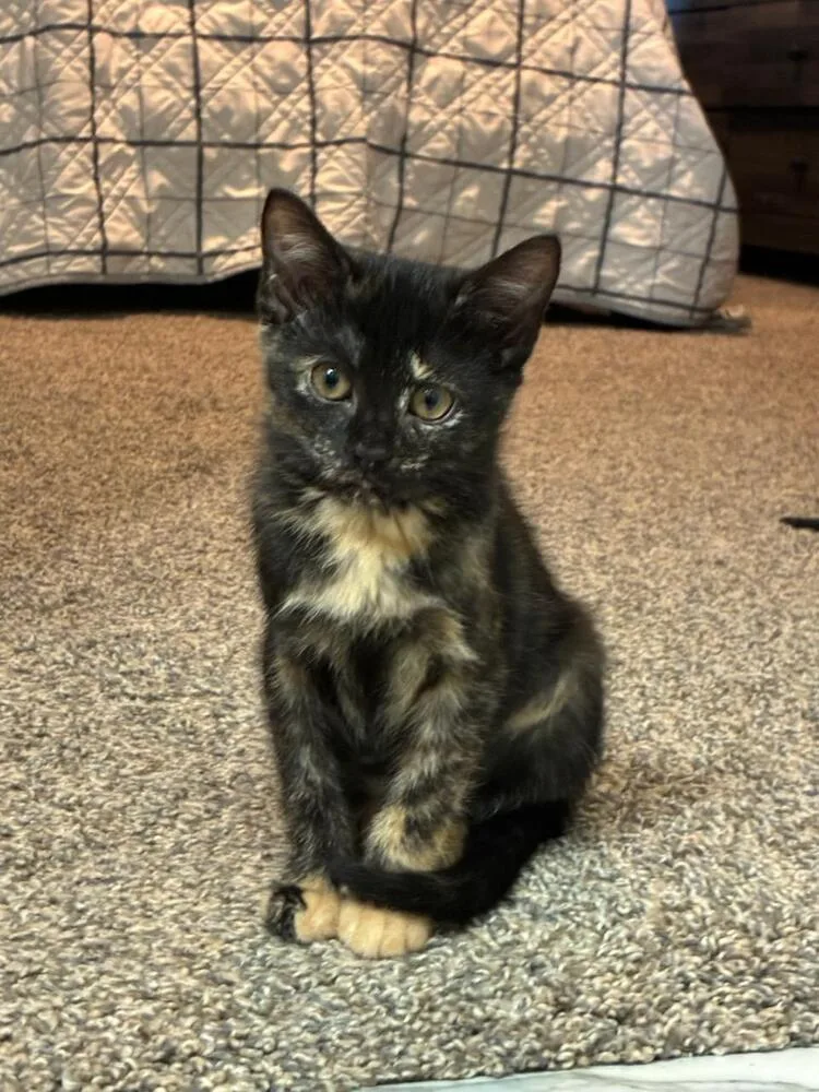 A baby small-sized female Brown / Chocolate Domestic Short Hair cat named Stella for adoption in Mooresville, NC