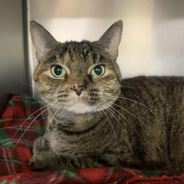 A senior small-sized female Torbie Domestic Short Hair cat named Mia for adoption in Perkiomenville, PA