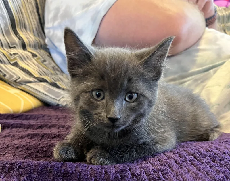 A baby small-sized male Gray / Blue / Silver Domestic Short Hair cat named Pugsley for adoption in Fruit Heights, UT