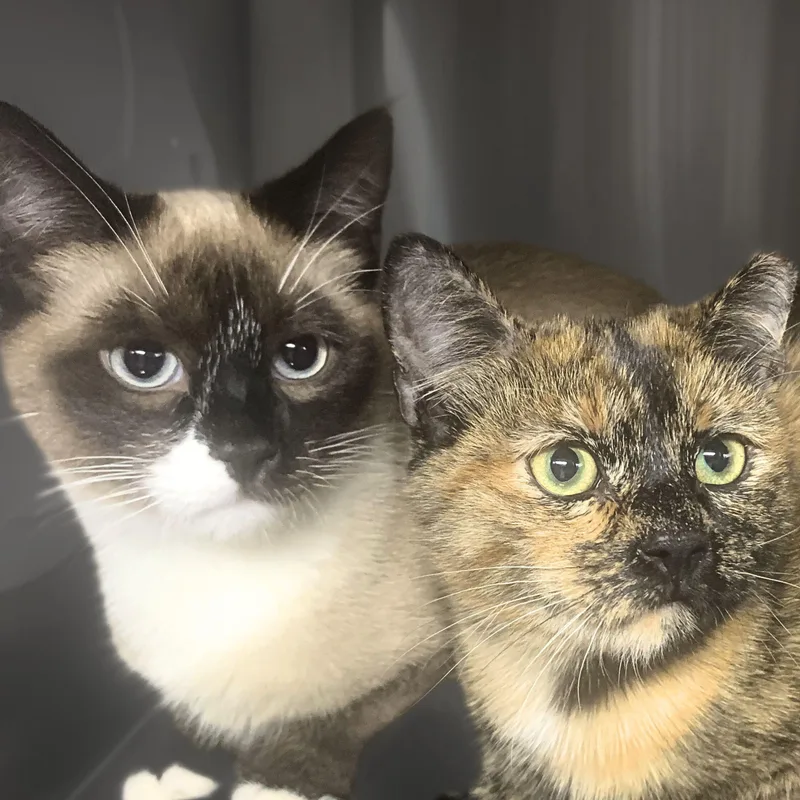 Willie Nelson thumbnail 2