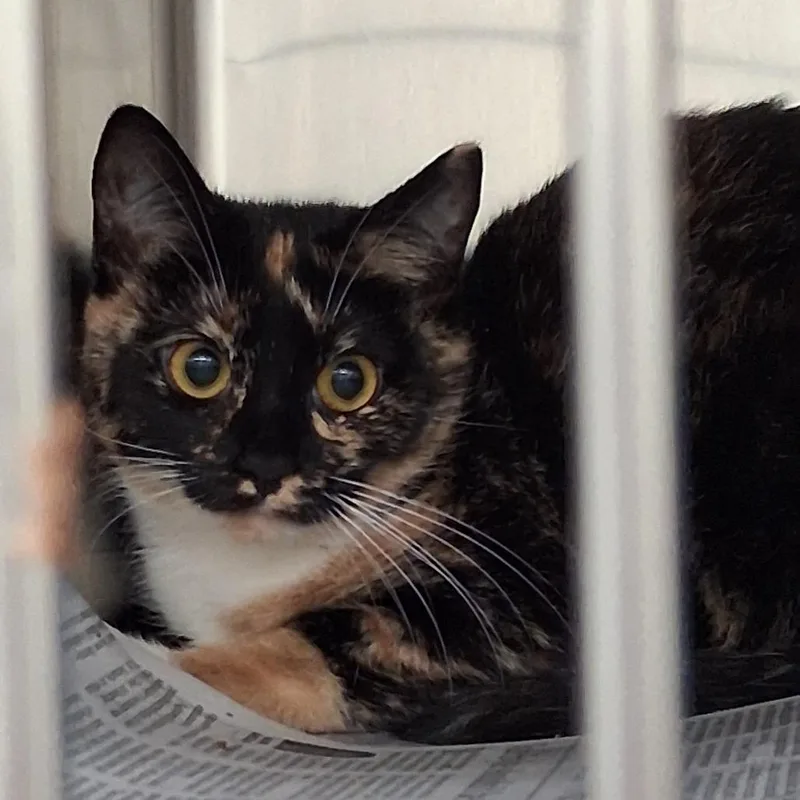 An adult medium-sized female Black Domestic Short Hair cat named Penny for adoption in Auburn, AL