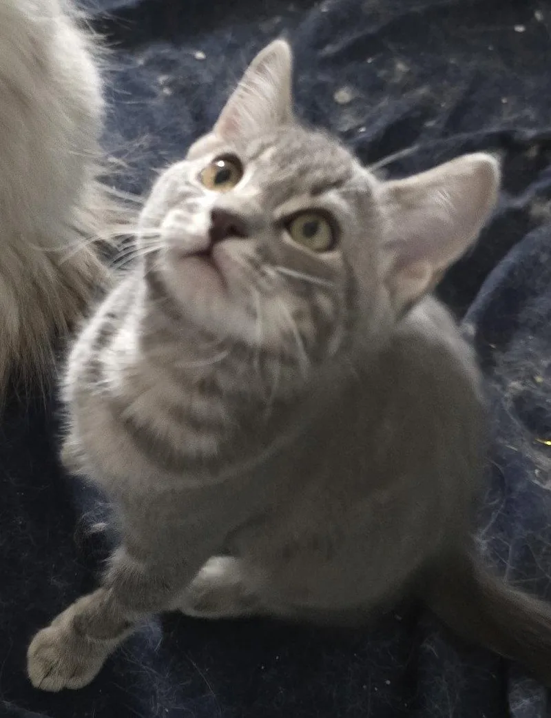 A young medium-sized male Domestic Short Hair cat named Craig for adoption in Phoenix, AZ