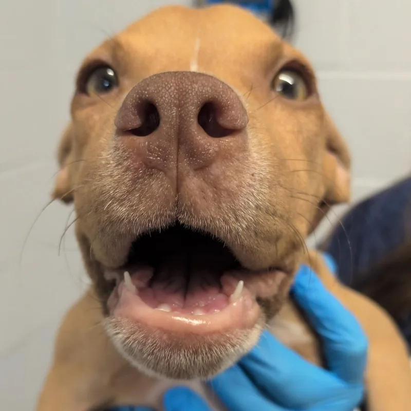 A baby small-sized female Yellow / Tan / Blond / Fawn American Staffordshire Terrier dog named Beignet for adoption in Hattiesburg, MS