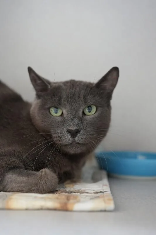 A senior medium-sized female Tabby (Gray / Blue / Silver) Domestic Short Hair cat named Scooter for adoption in Marietta, GA